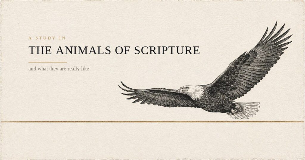 A bald eagle in flight, drawn as an antique engraving on cream paper, beside the title A study in the animals of scripture.