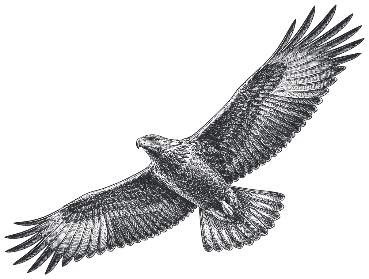 A bald eagle gliding with wings fully spread, drawn as an antique engraving.