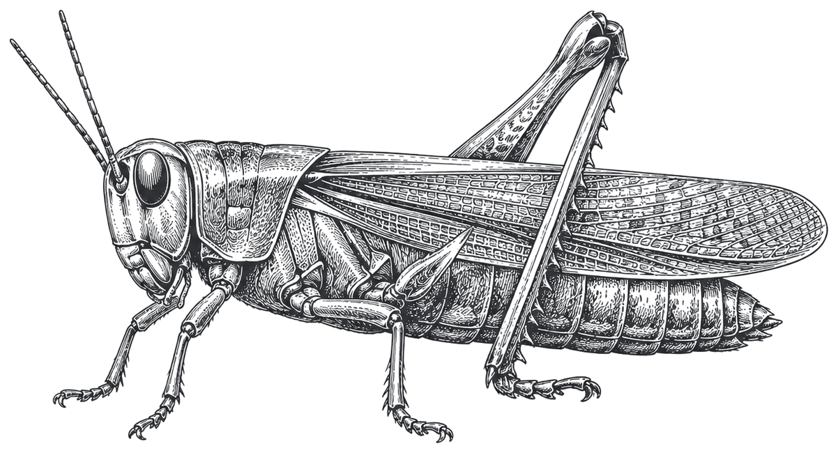 A desert locust in profile with wings folded, drawn as a magnified specimen plate.