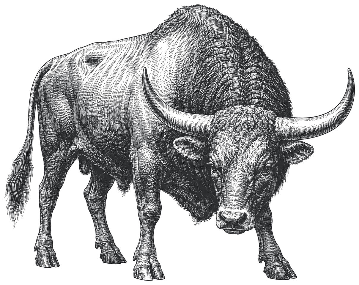 An aurochs, the huge extinct wild ox, head lowered with long forward-curving horns, drawn as an antique engraving.